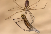 Le Pholque phalangide (Araneae - Pholcidae - Pholcus phalangioides)